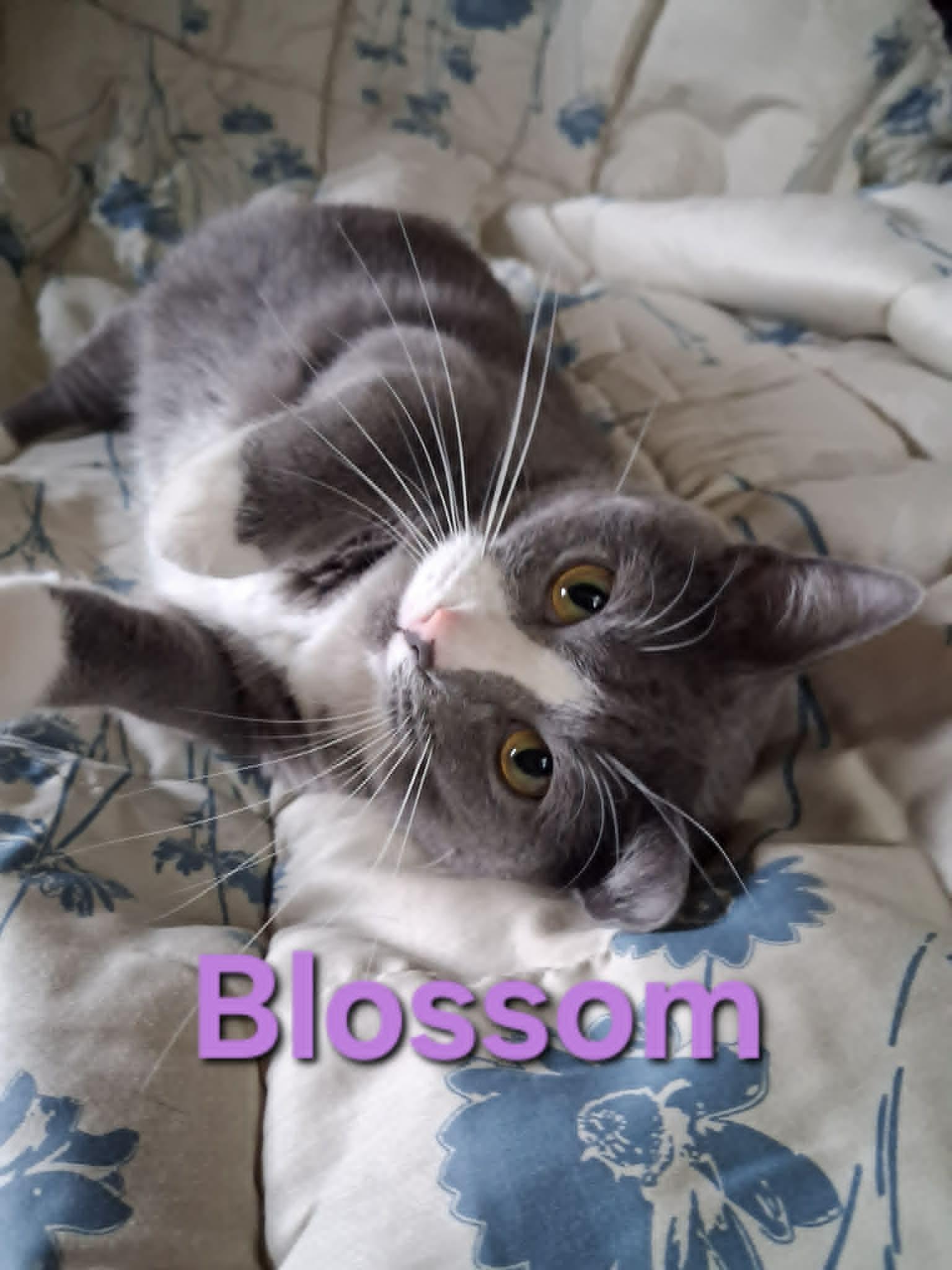 Blossom, a ADOPTABLE Domestic Short Hair in Peoria, IL image 1/3