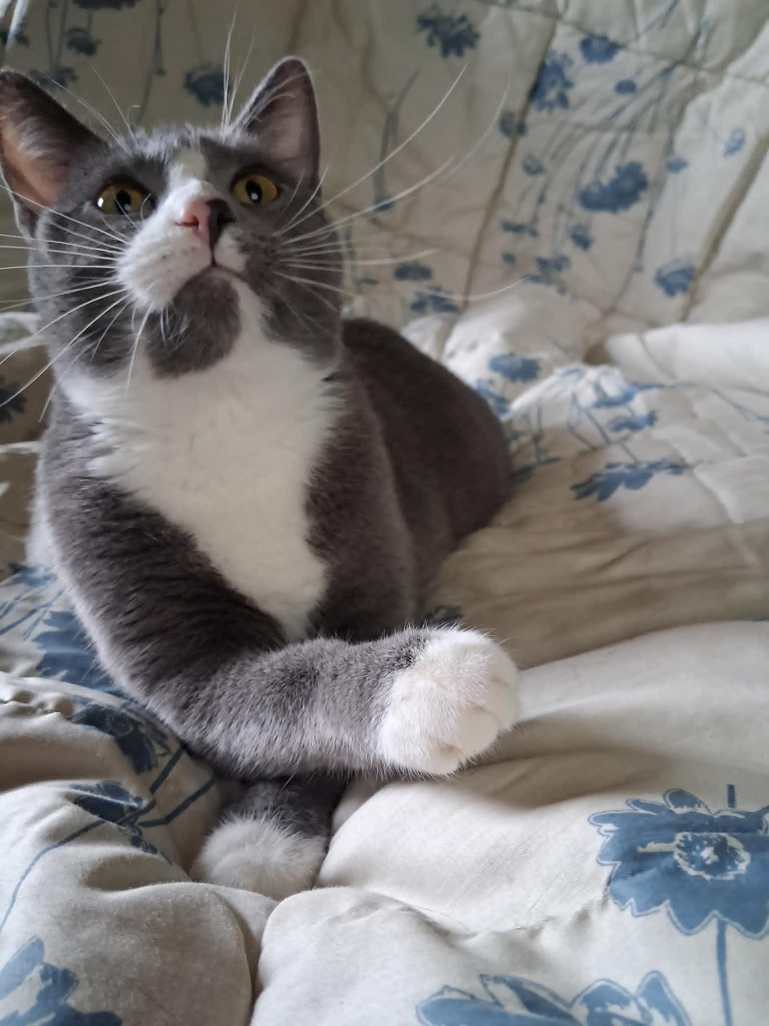 Blossom, a ADOPTABLE Domestic Short Hair in Peoria, IL image 3/3