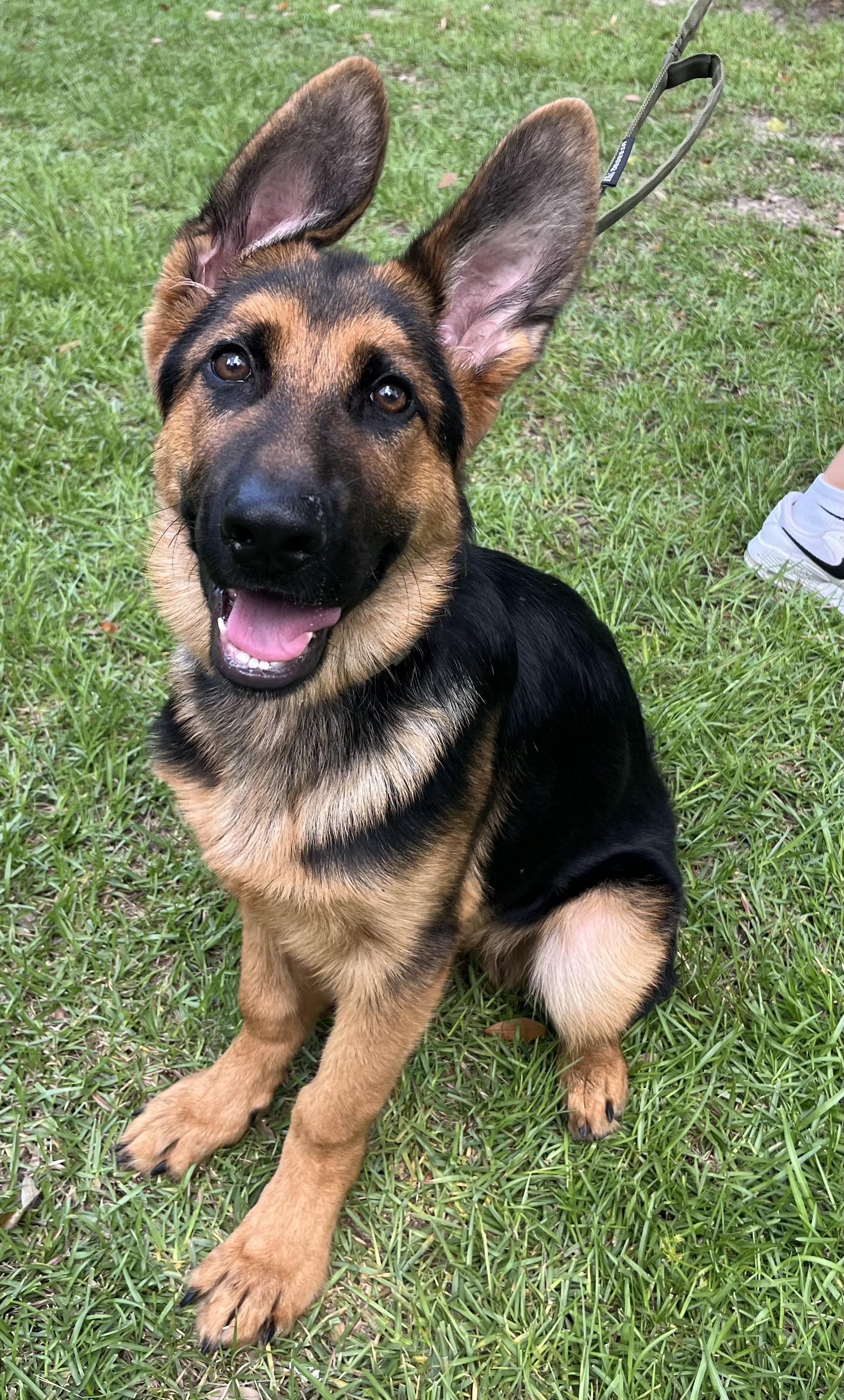 Enlarge Max, an adopted German Shepherd Dog in Barnwell , SC image 1/6