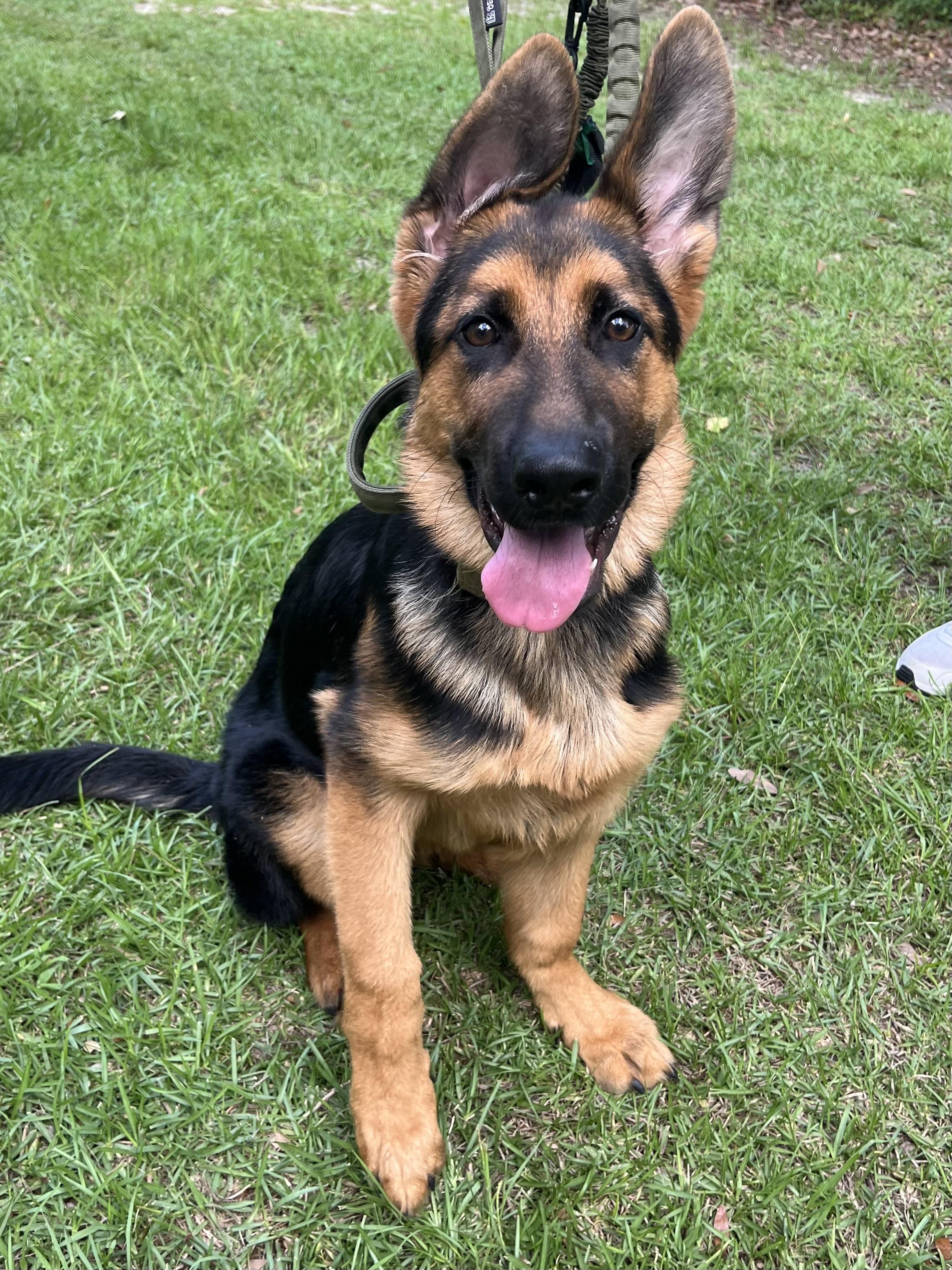 Enlarge Max, an adopted German Shepherd Dog in Barnwell , SC image 4/6