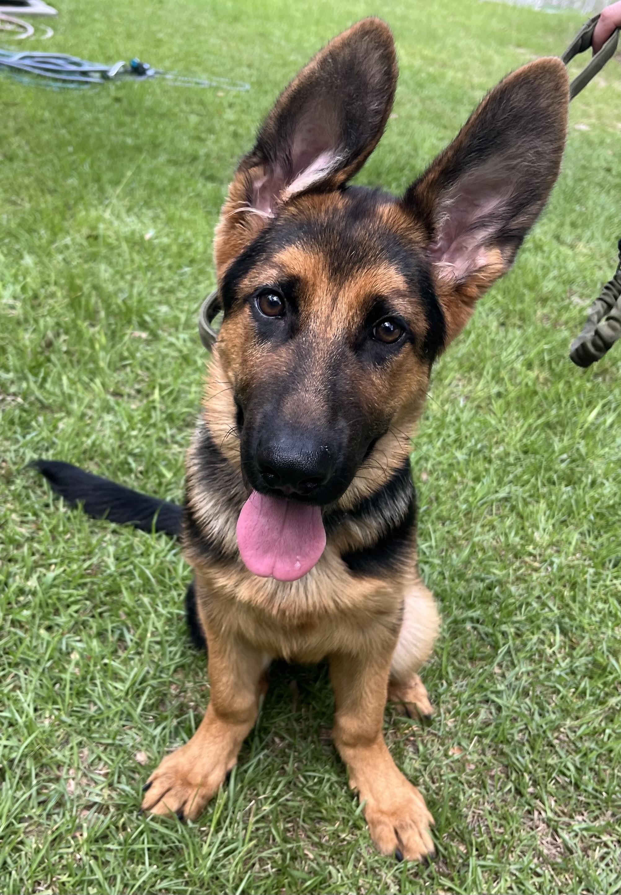 Enlarge Max, an adopted German Shepherd Dog in Barnwell , SC image 6/6