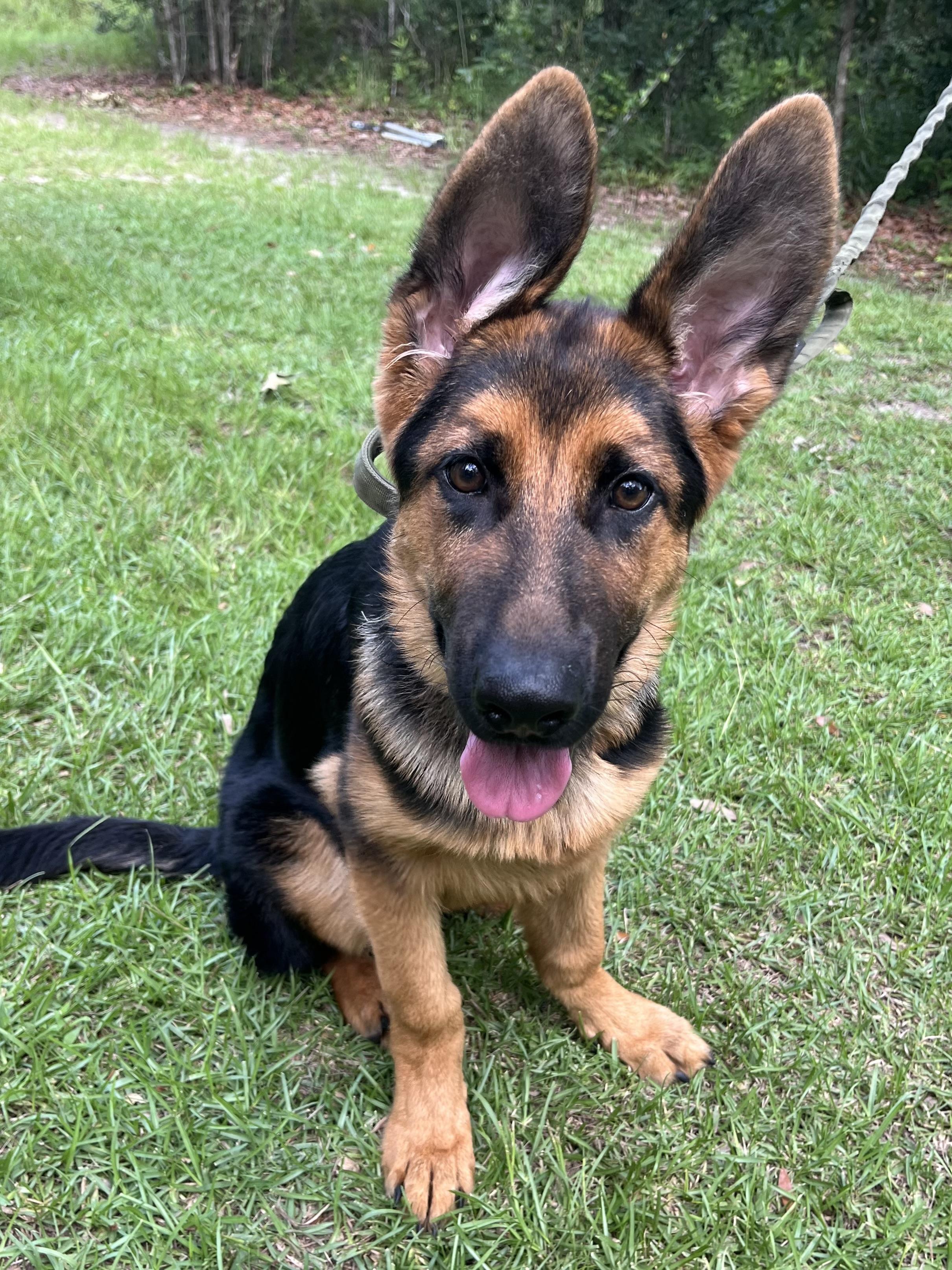 Enlarge Max, an adopted German Shepherd Dog in Barnwell , SC image 3/6