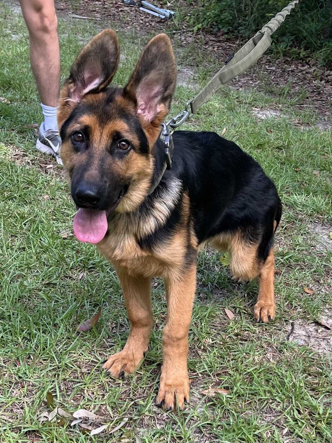 Enlarge Max, an adopted German Shepherd Dog in Barnwell , SC image 5/6