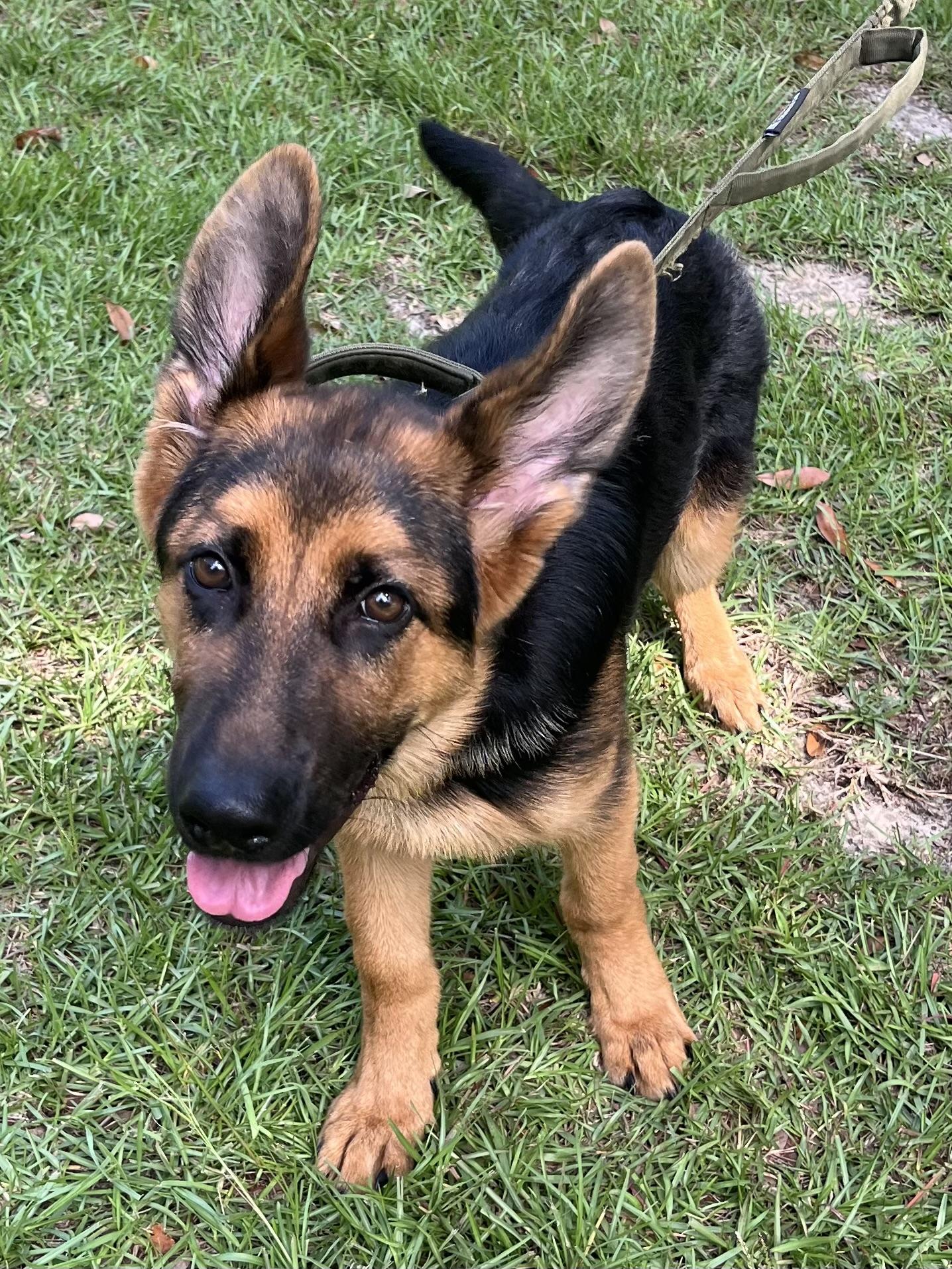 Enlarge Max, an adopted German Shepherd Dog in Barnwell , SC image 2/6