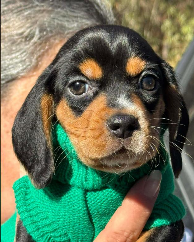 Bandit, Adoptable, Puppy Male Beagle.