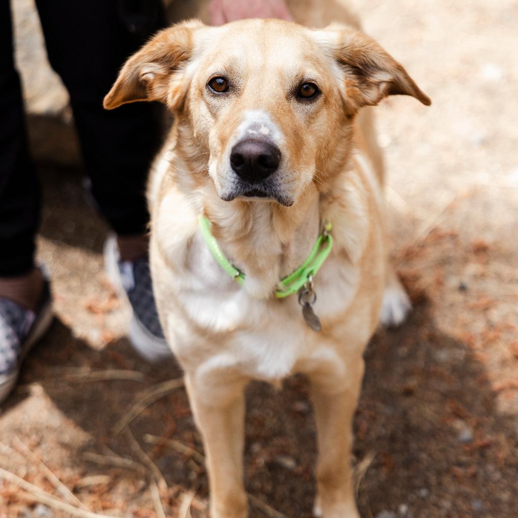 Arielle, a Adoptable mixed breed in Incline Village, NV image 2/6