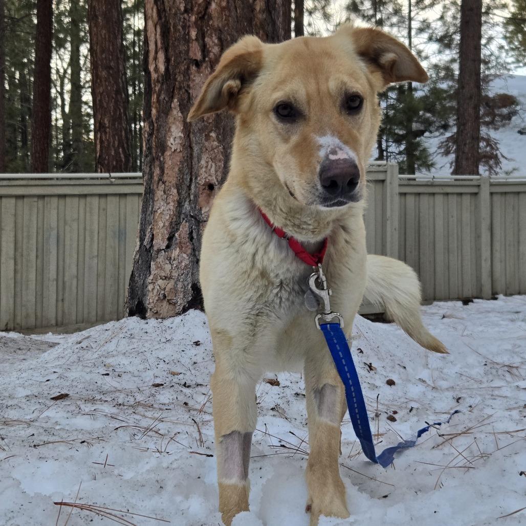 Enlarge Arielle, a Adoptable mixed breed in Incline Village, NV image 2/5