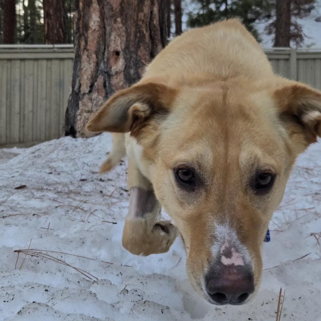 Enlarge Arielle, a Adoptable mixed breed in Incline Village, NV image 3/5