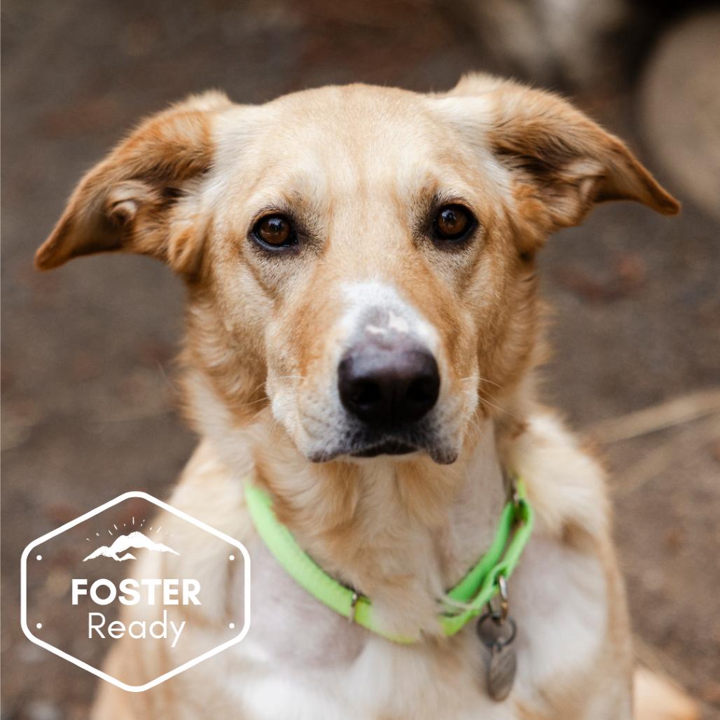 Arielle, a Adoptable mixed breed in Incline Village, NV image 5/6