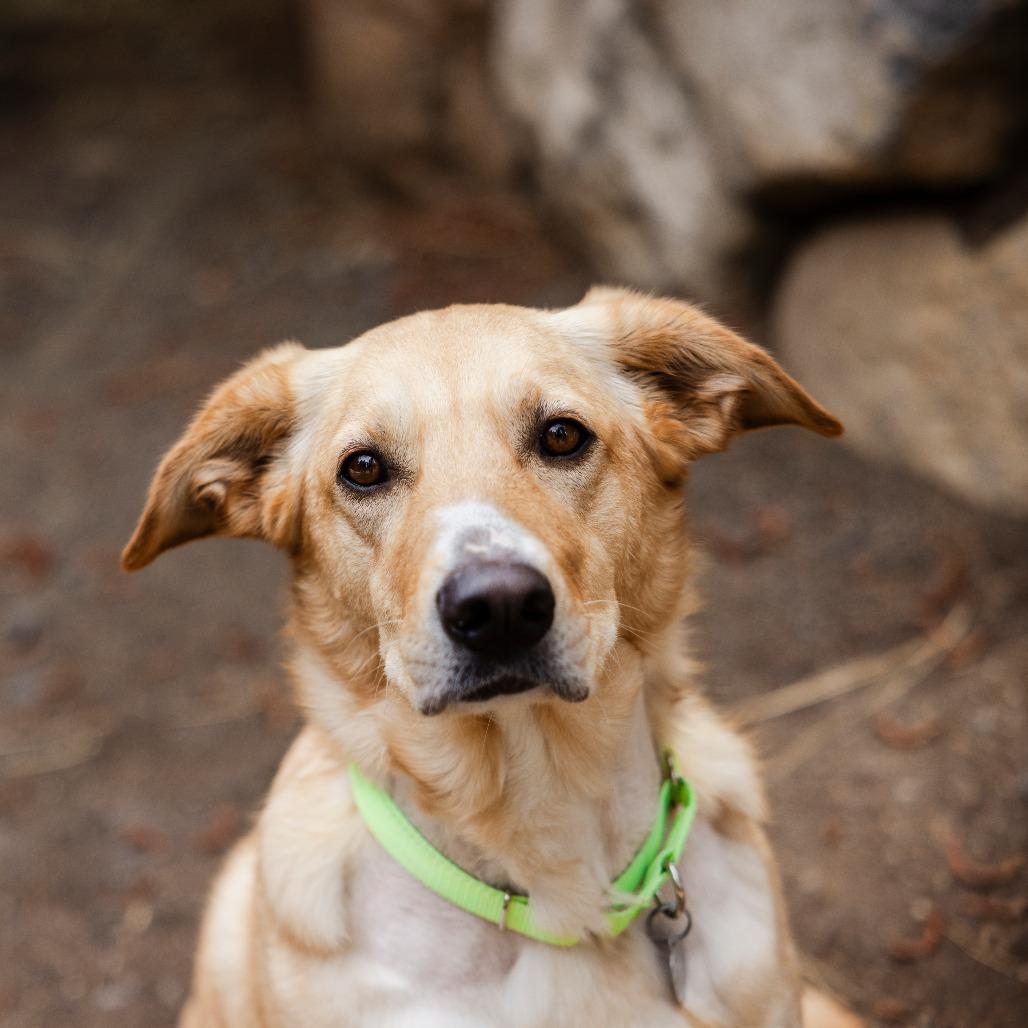 Arielle, a Adoptable mixed breed in Incline Village, NV image 6/6