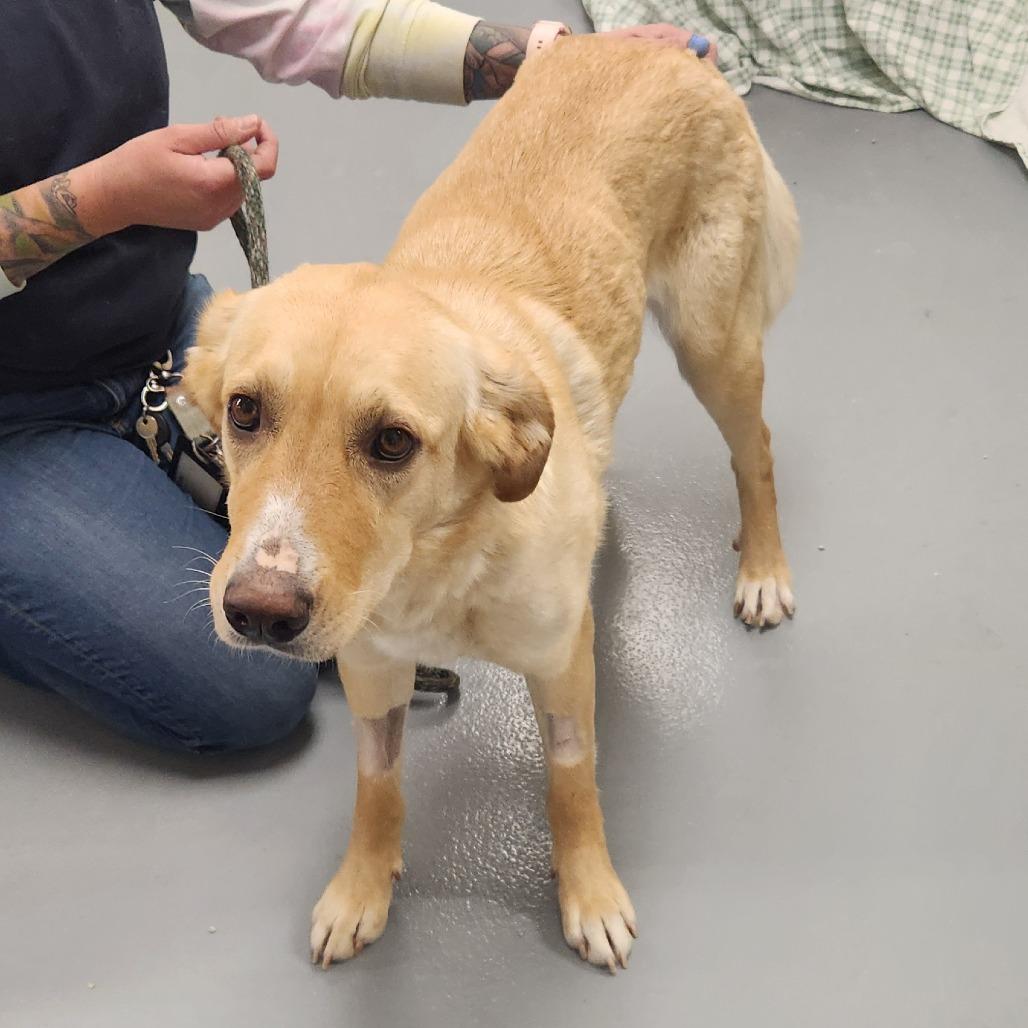 Enlarge Arielle, a Adoptable mixed breed in Incline Village, NV image 5/5