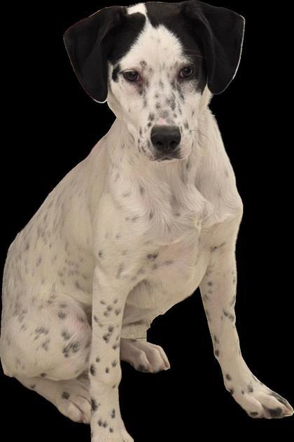 Enlarge QuarryDotty (Amber), a Adoptable mixed breed in Simcoe, ON image 1/4