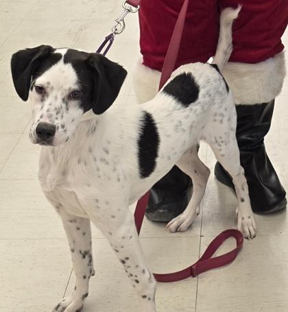 Enlarge QuarryDotty (Amber), a Adoptable mixed breed in Simcoe, ON image 2/4