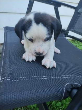 Enlarge QuarryDotty (Amber), a Adoptable mixed breed in Simcoe, ON image 2/2