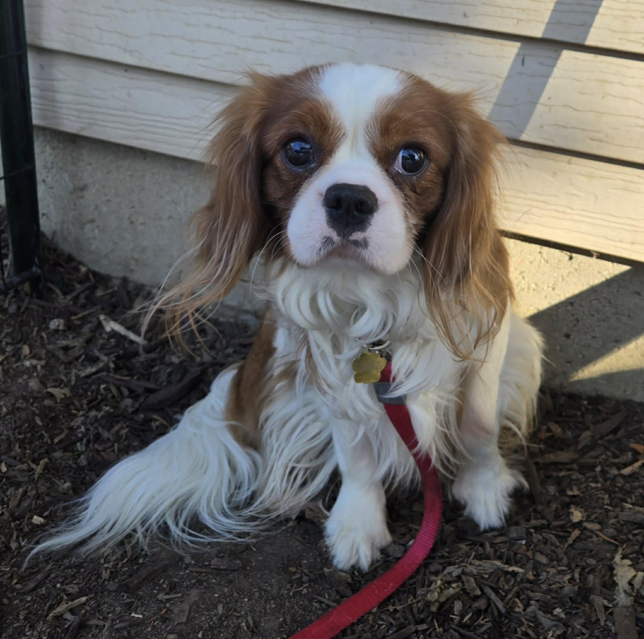 Rudy, ADOPTABLE, Young Male Cavalier King Charles Spaniel.