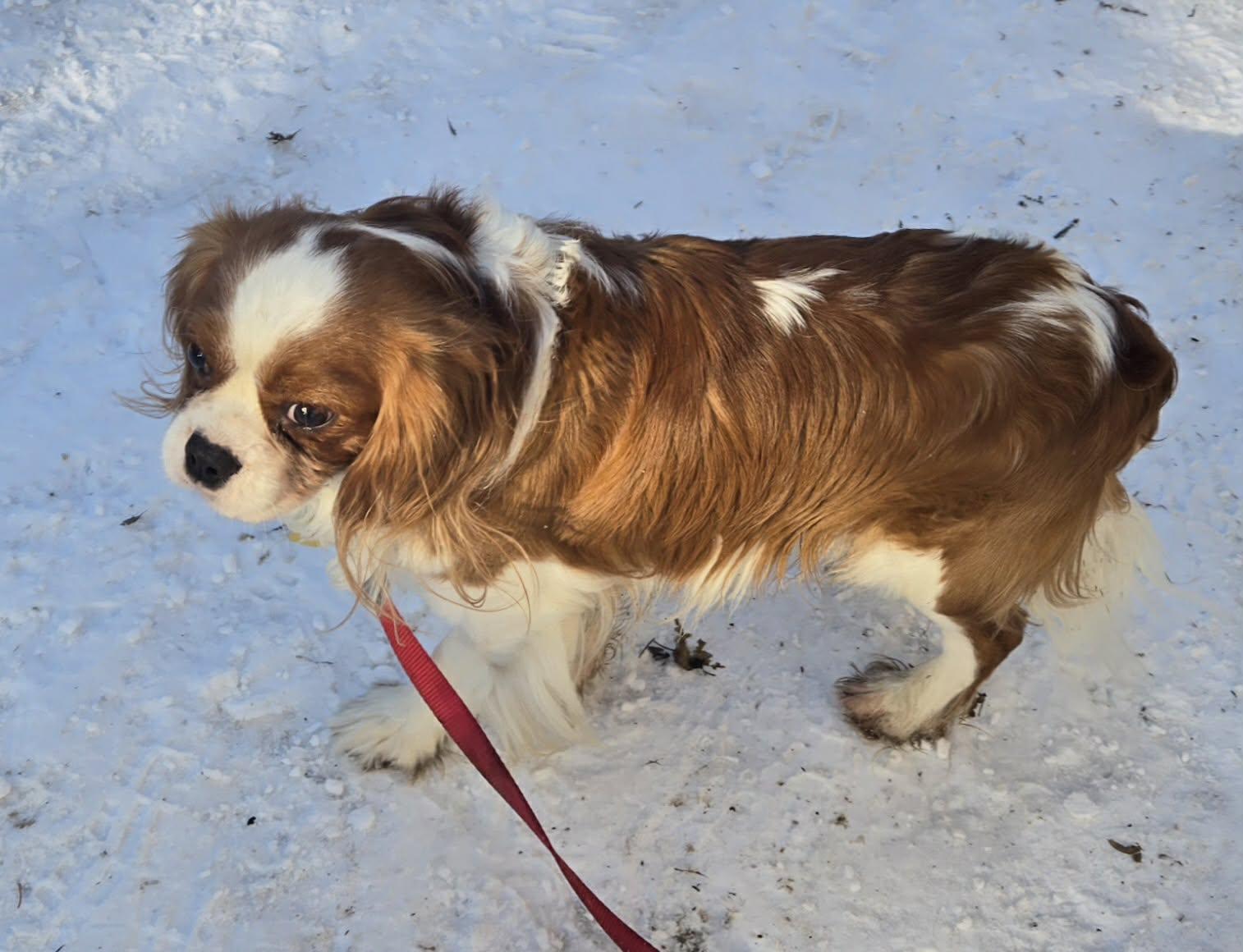 Rudy. ADOPTED — thumbnail 3