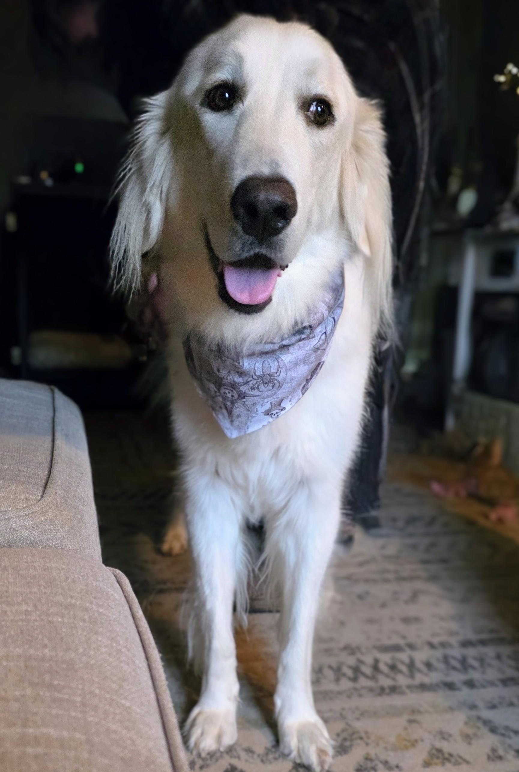 Dovie, Adoptable, Young Female Great Pyrenees.