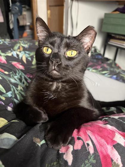 Roam, Adoptable, Young Female Domestic Short Hair & Domestic Short Hair.