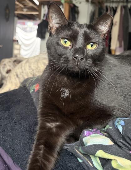 Roam, a Adoptable Domestic Short Hair in Burlington, WI image 2/3