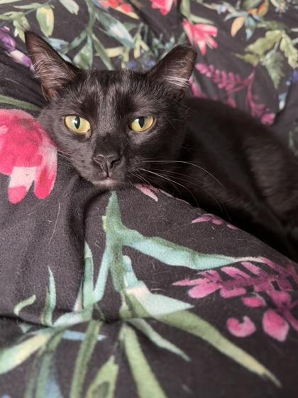 Roam, a Adoptable Domestic Short Hair in Burlington, WI image 3/3