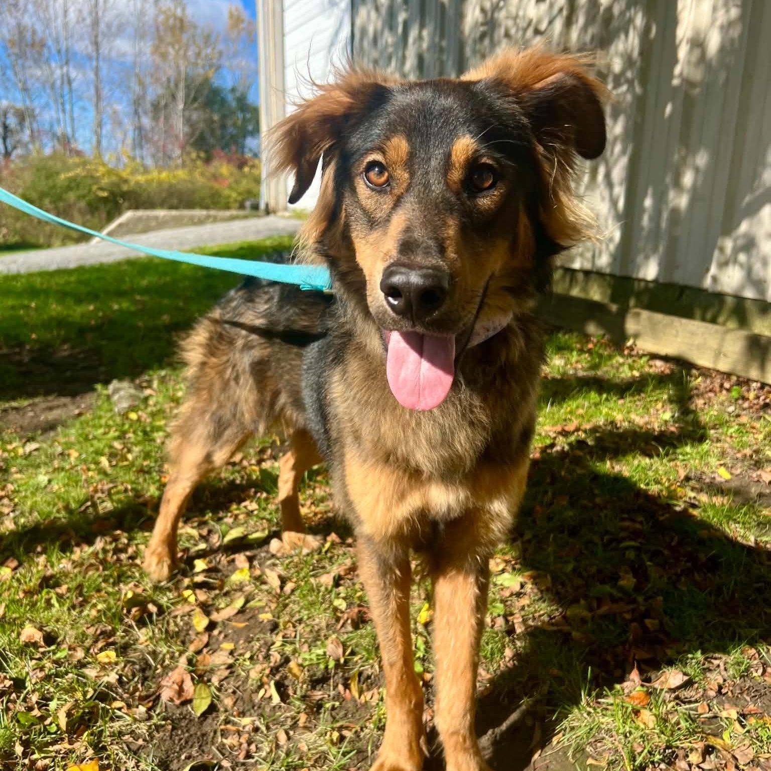 Macchiato, Adopted, Young Female Australian Shepherd.