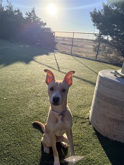 Enlarge Abby Miller, a Adoptable mixed breed in Hutchinson, KS image 1/6