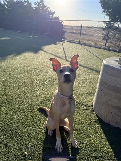 Enlarge Abby Miller, a Adoptable mixed breed in Hutchinson, KS image 2/6