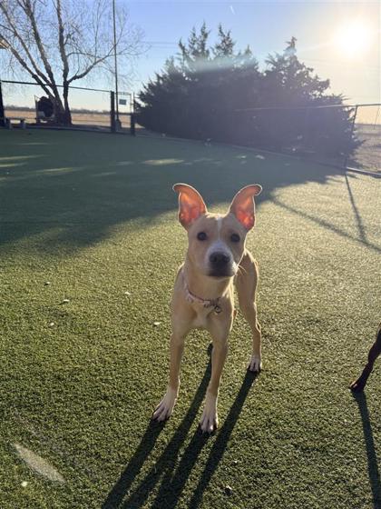 Enlarge Abby Miller, a Adoptable mixed breed in Hutchinson, KS image 6/6
