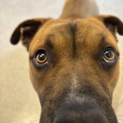 Enlarge Kaloo, a ADOPTABLE mixed breed in Lansing, MI image 3/3