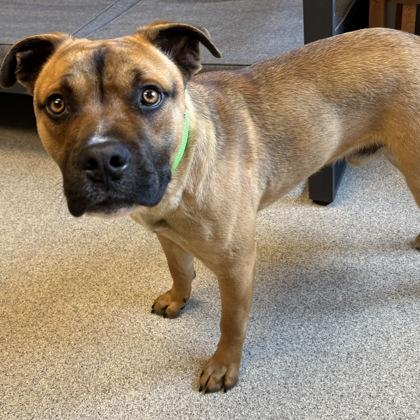 Enlarge Kaloo, a ADOPTABLE mixed breed in Lansing, MI image 1/3