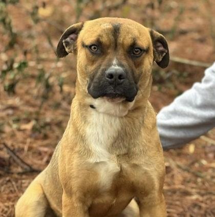 Enlarge Kaloo, a ADOPTABLE mixed breed in Lansing, MI image 2/3