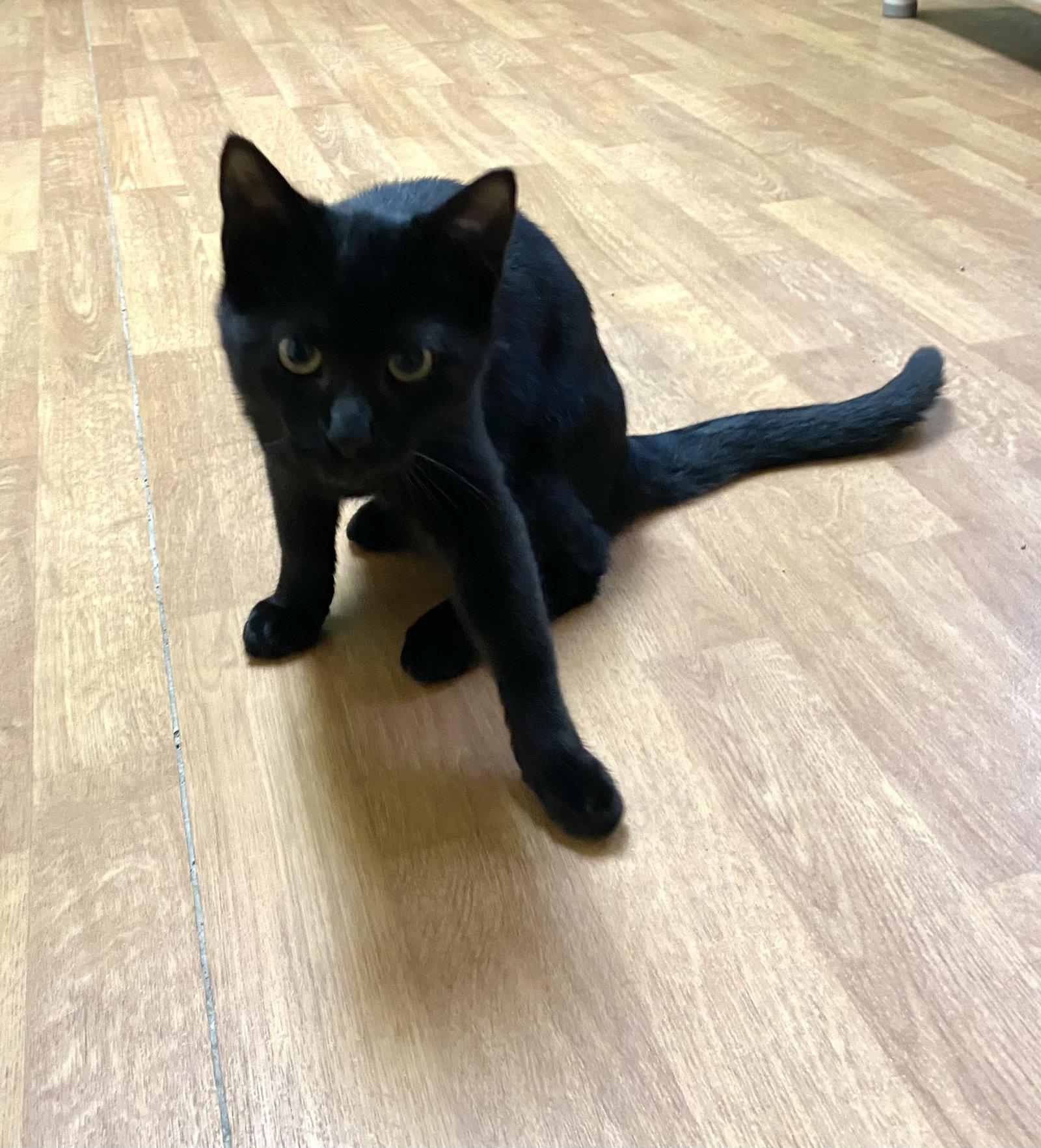 Fribble, Adoptable, Kitten Female Domestic Short Hair.