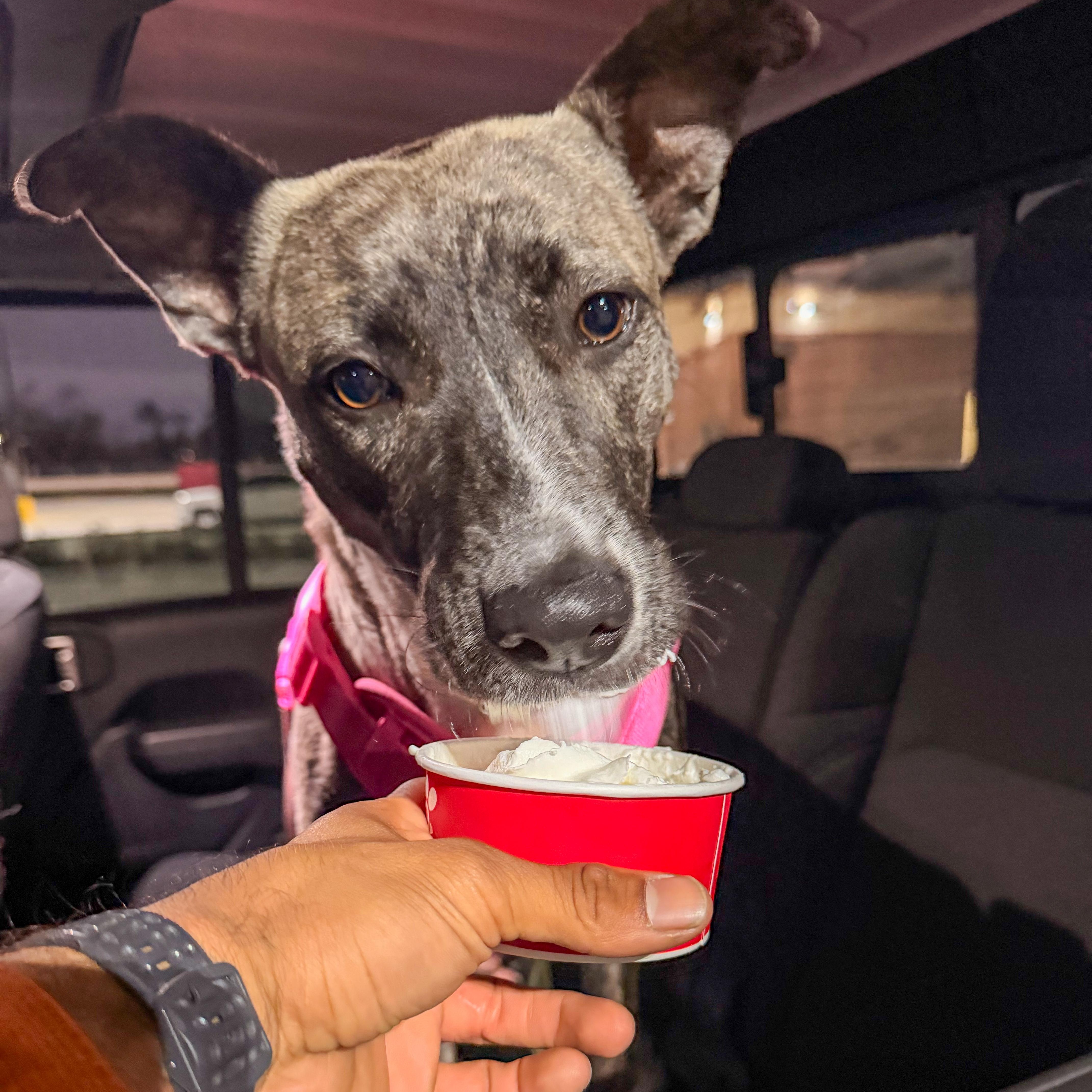 Enlarge Jellybean, a Adopted mixed breed in North Vancouver, BC image 1/6