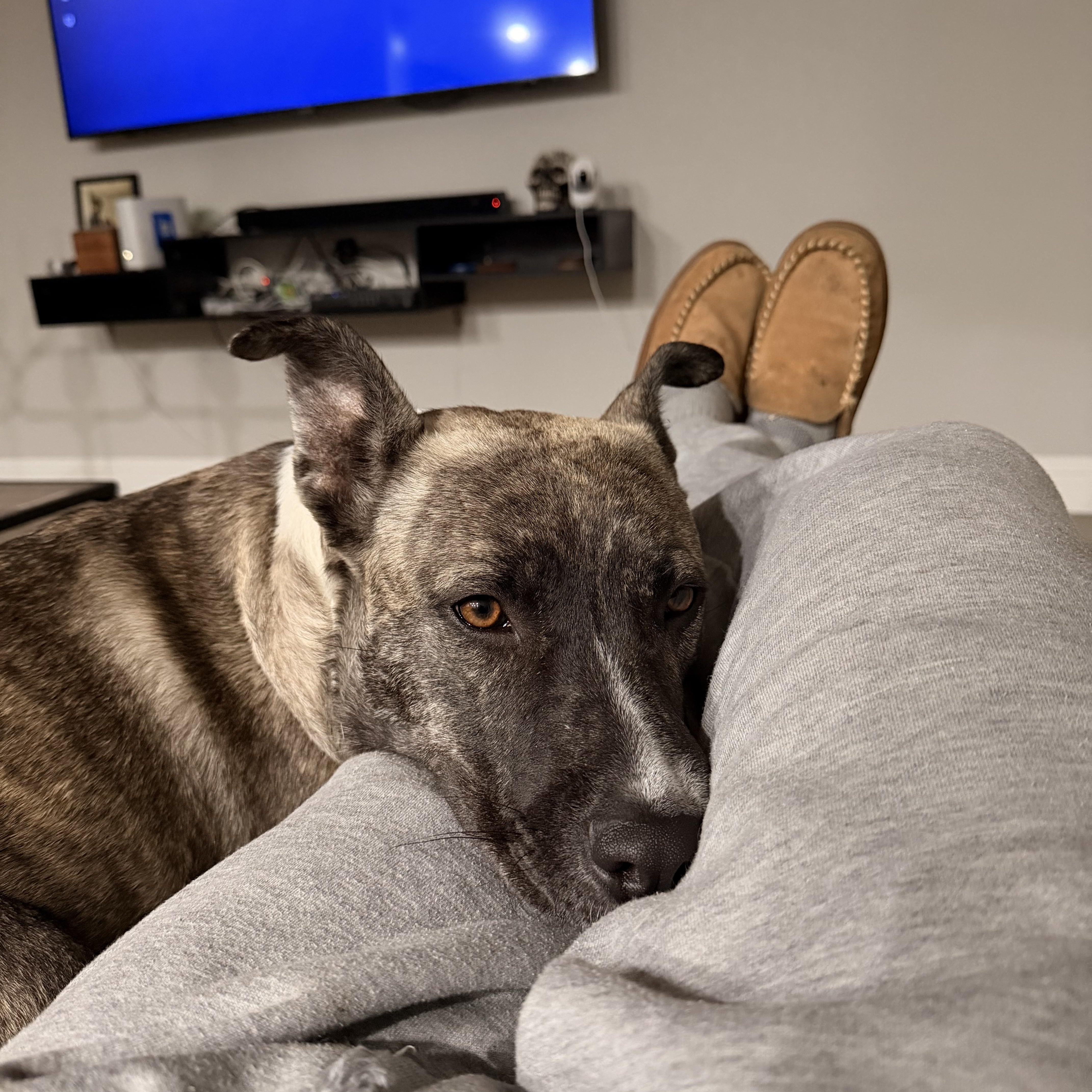 Enlarge Jellybean, a Adopted mixed breed in North Vancouver, BC image 4/6