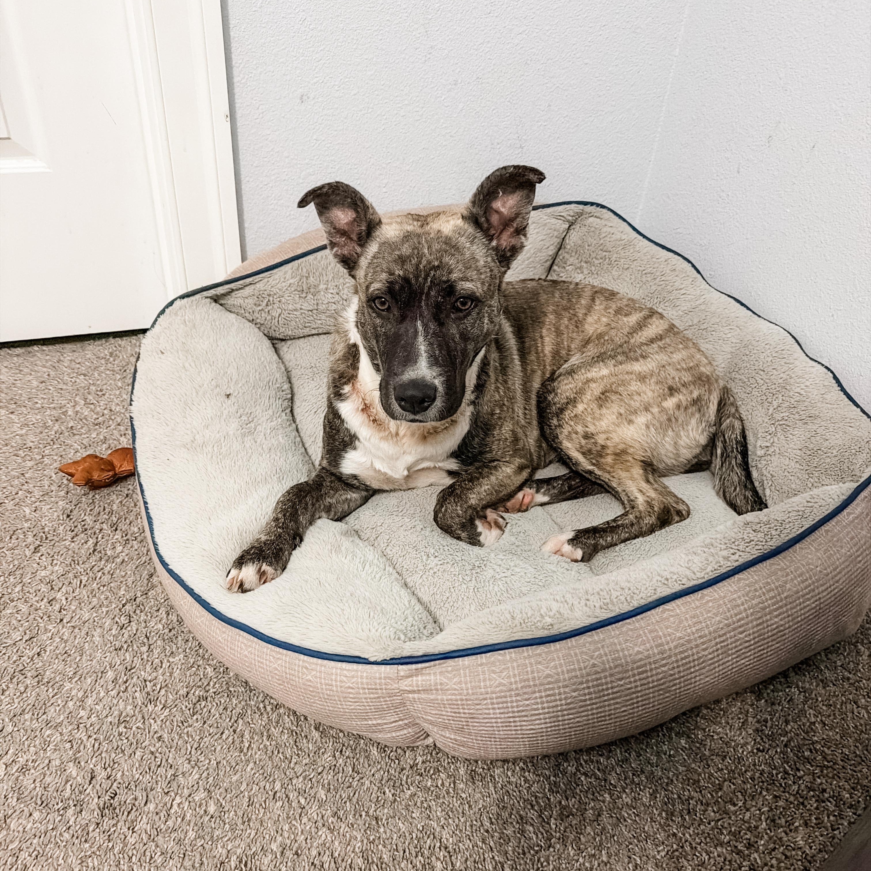 Enlarge Jellybean, a Adopted mixed breed in North Vancouver, BC image 2/6