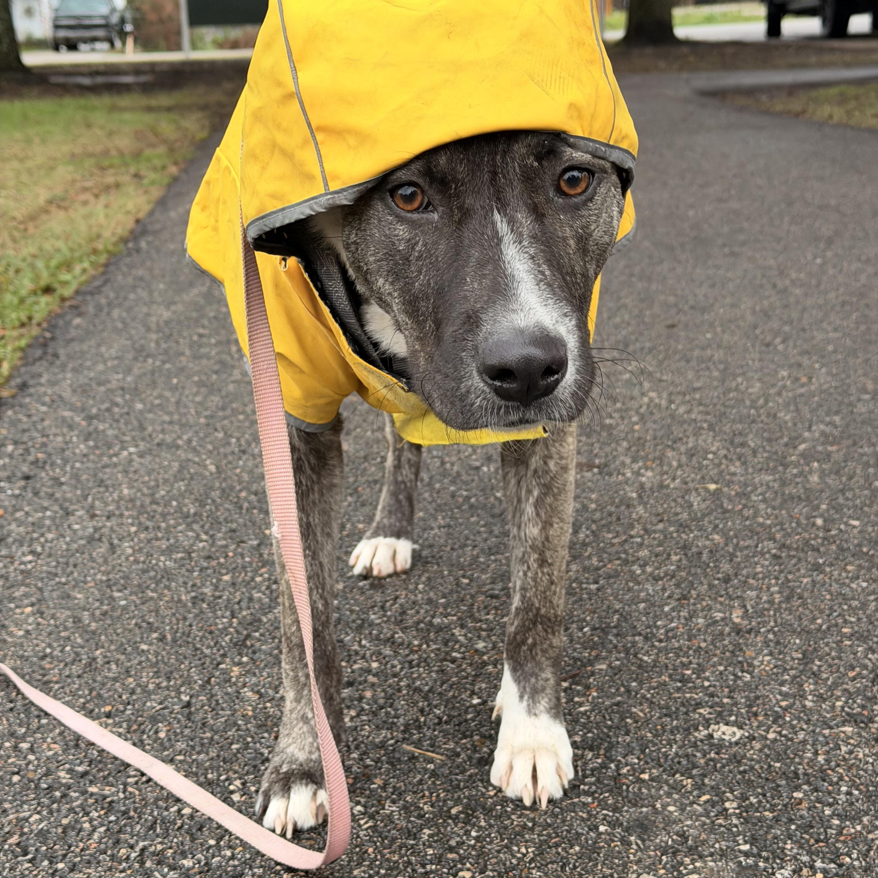Enlarge Jellybean, a Adopted mixed breed in North Vancouver, BC image 5/6