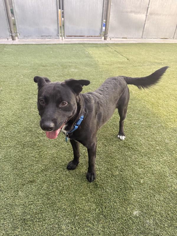 Domino, a ADOPTABLE Mixed Breed in Truckee, CA image 4/4