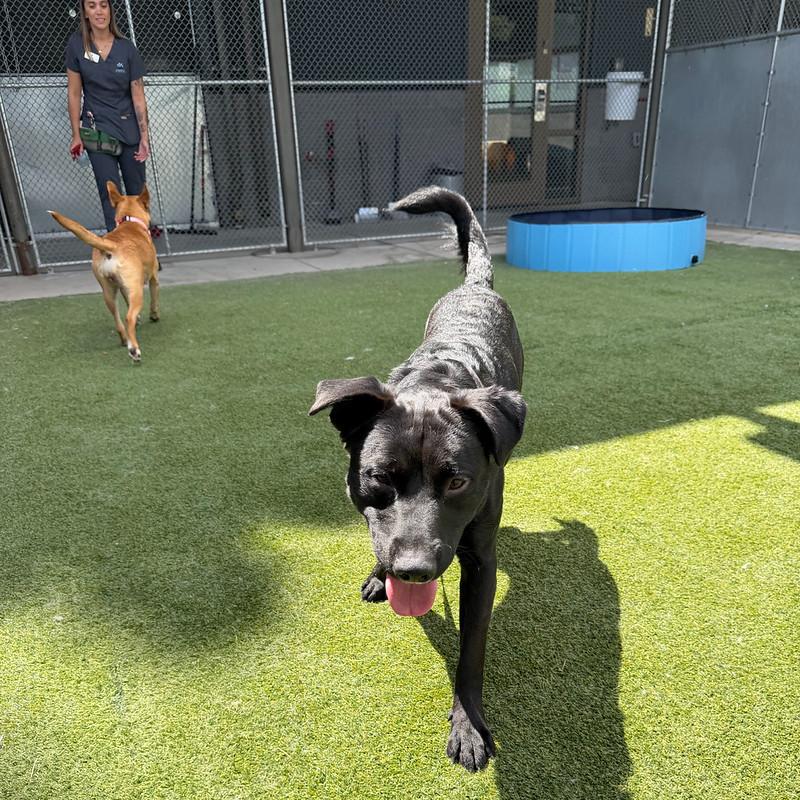 Domino, a ADOPTABLE Mixed Breed in Truckee, CA image 3/4