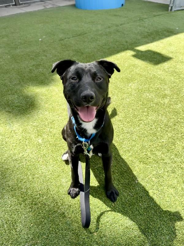 Domino, ADOPTABLE, Adult Female Mixed Breed.