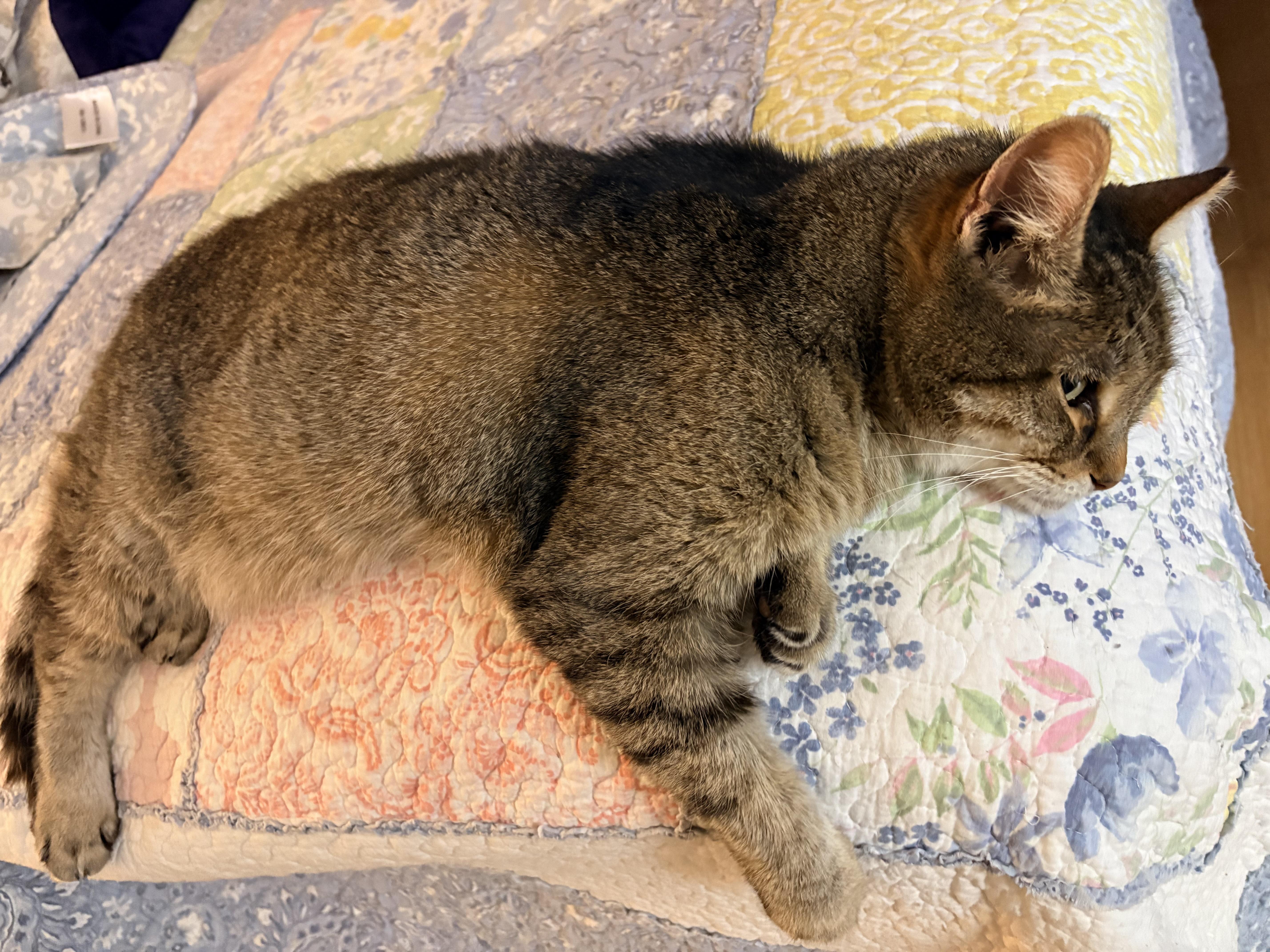 Nova, a Adoptable Domestic Short Hair in Hayward, CA image 6/6