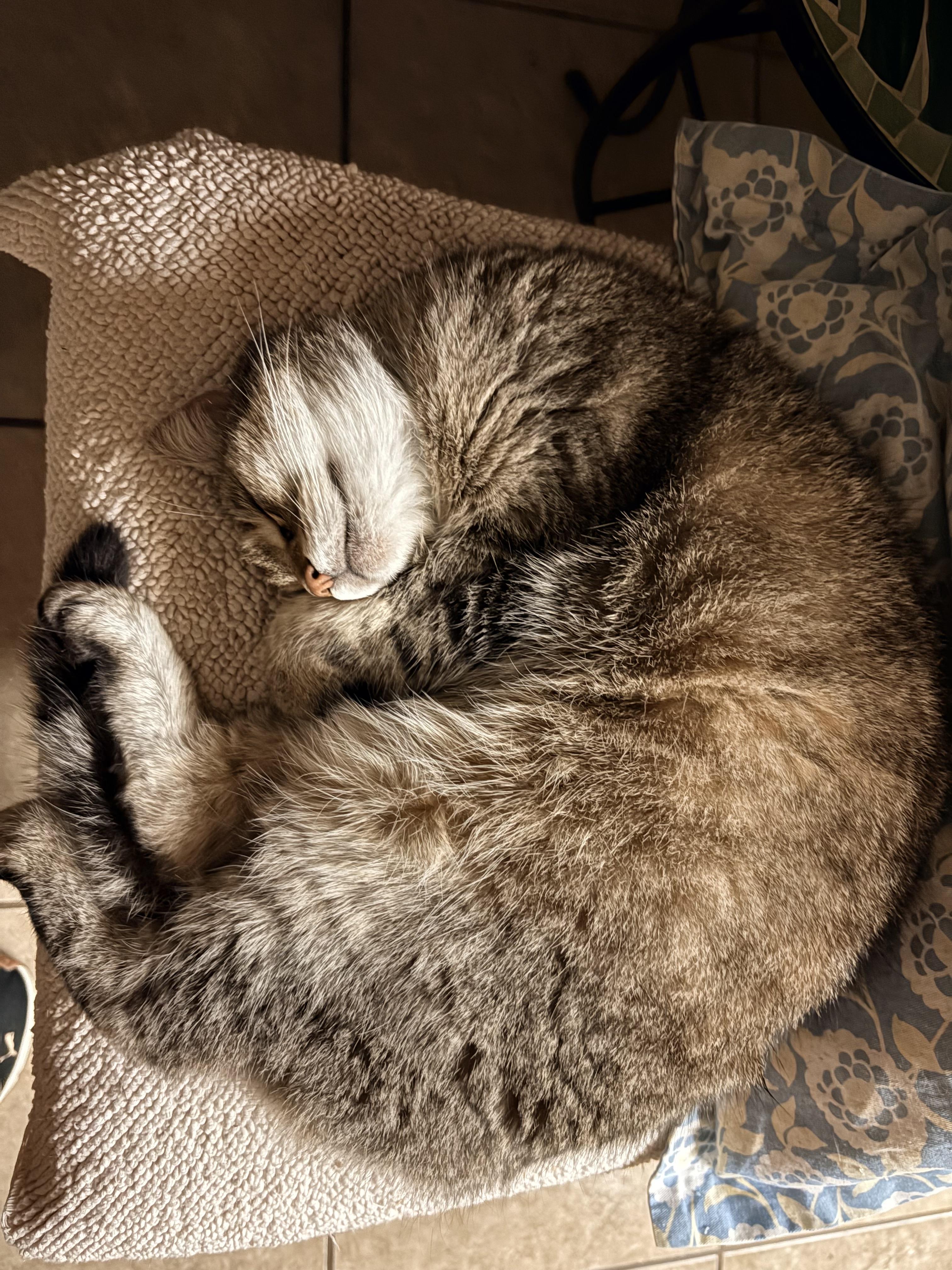 Nova, a Adoptable Domestic Short Hair in Hayward, CA image 2/6