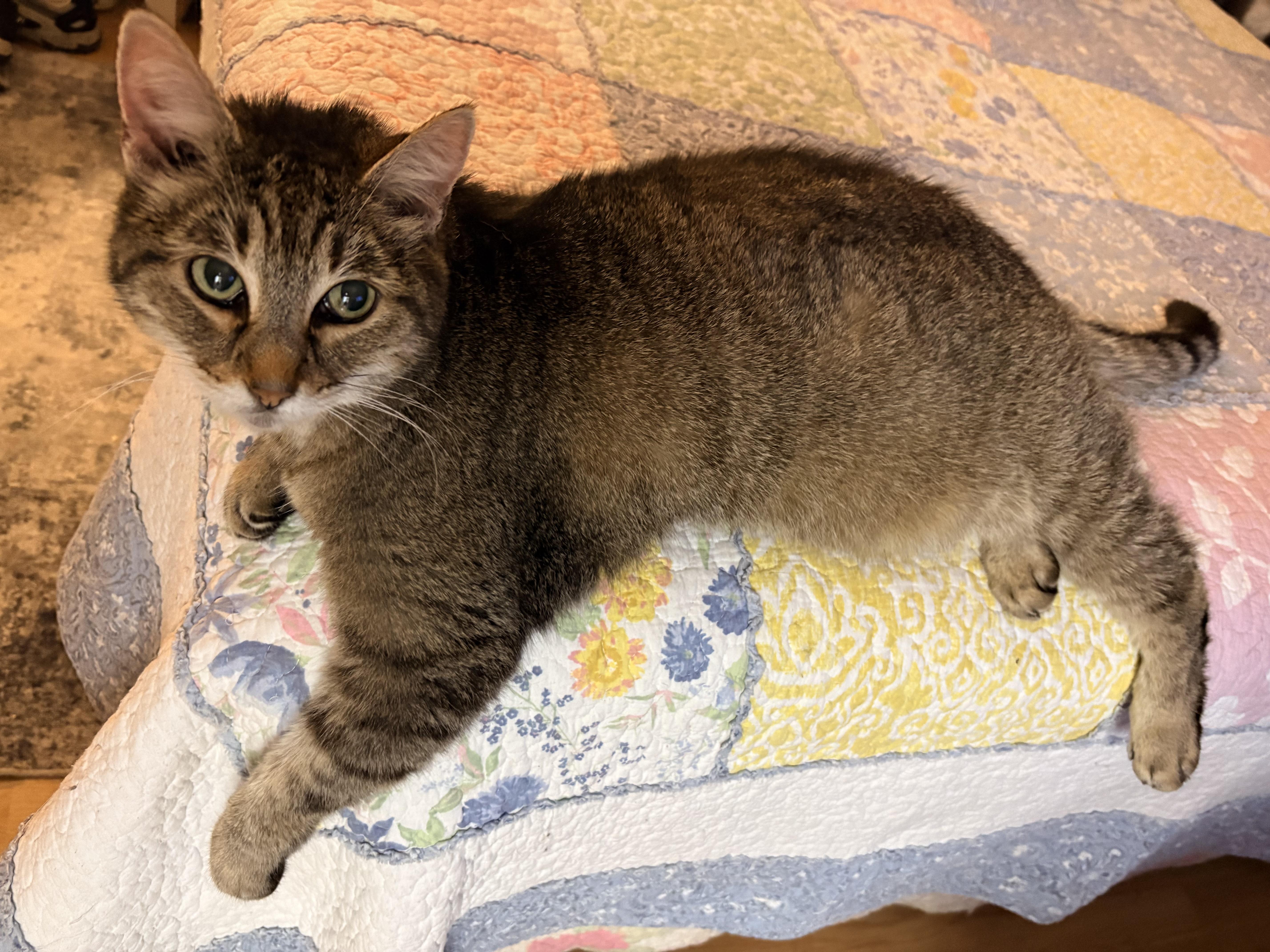 Nova, a Adoptable Domestic Short Hair in Hayward, CA image 4/6