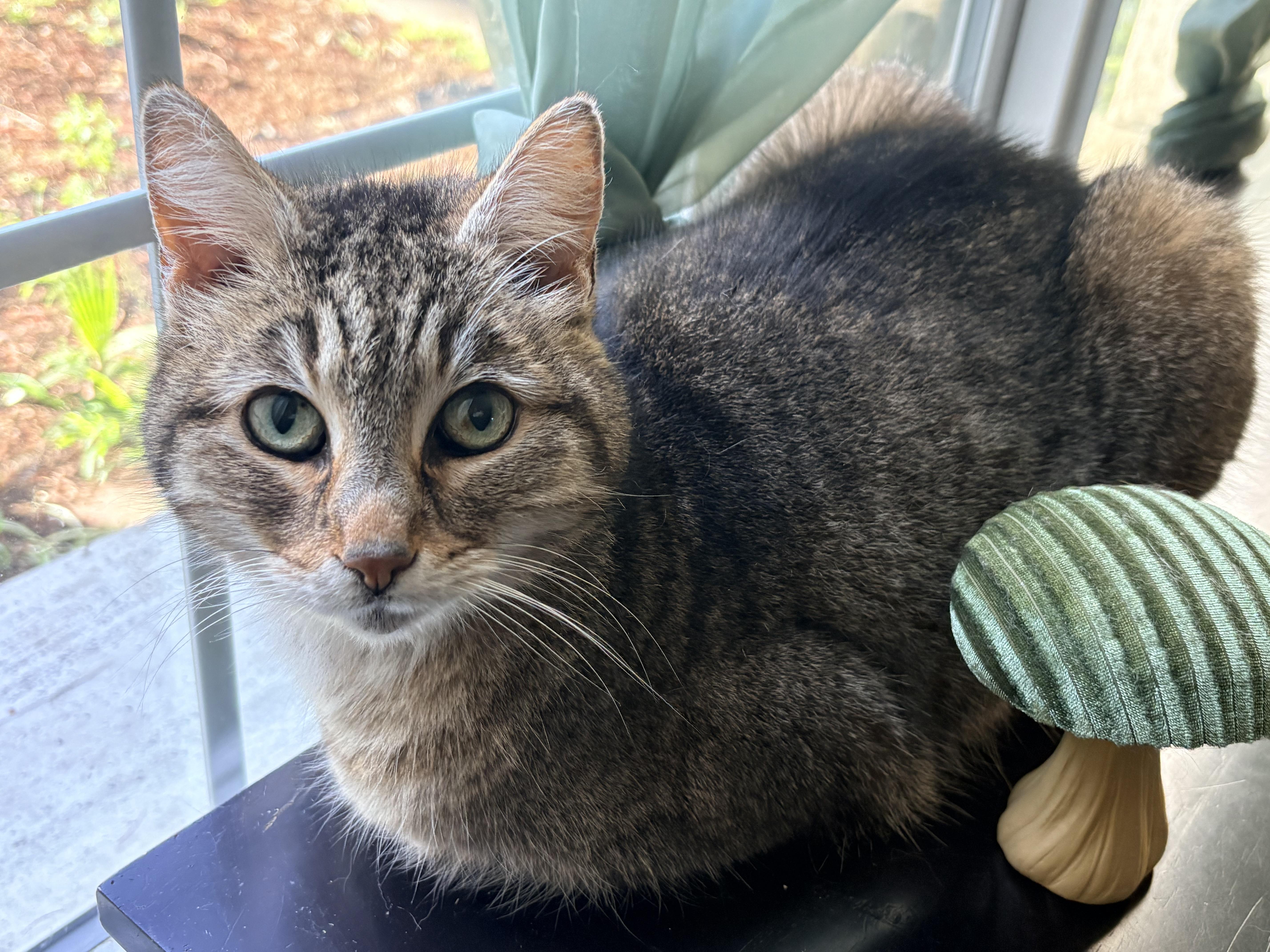 Nova, Adoptable, Senior Female Domestic Short Hair.