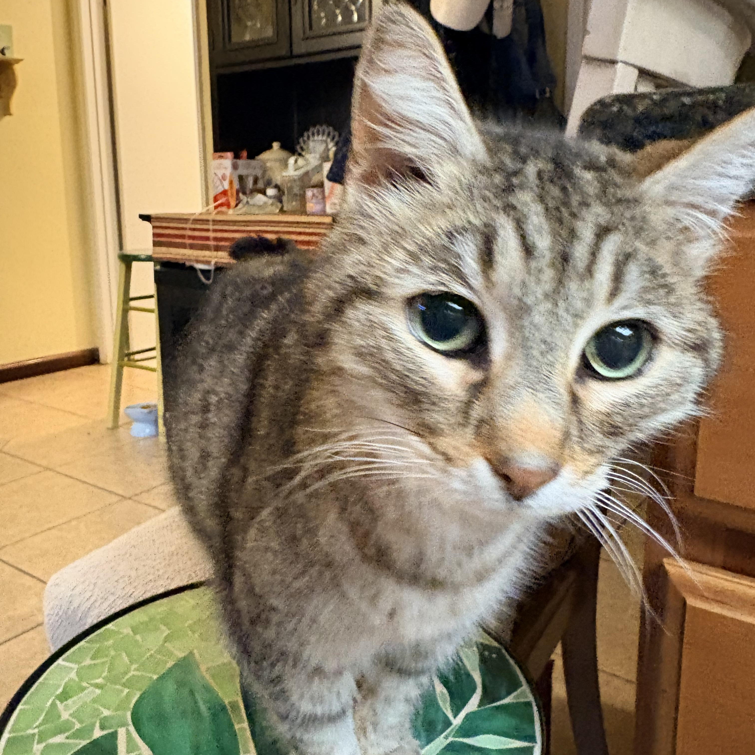 Nova, a Adoptable Domestic Short Hair in Hayward, CA image 5/6