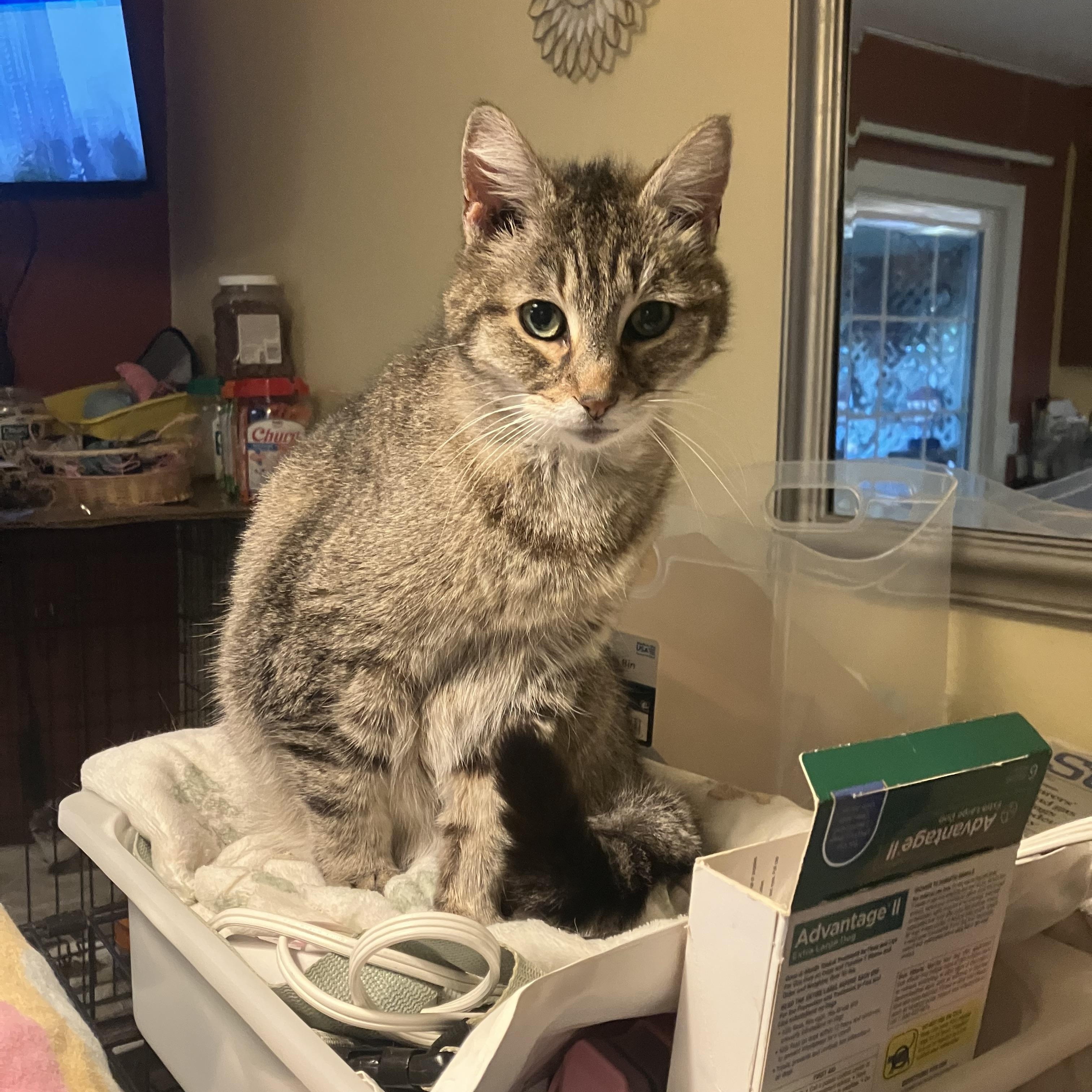 Nova, a Adoptable Domestic Short Hair in Hayward, CA image 3/6