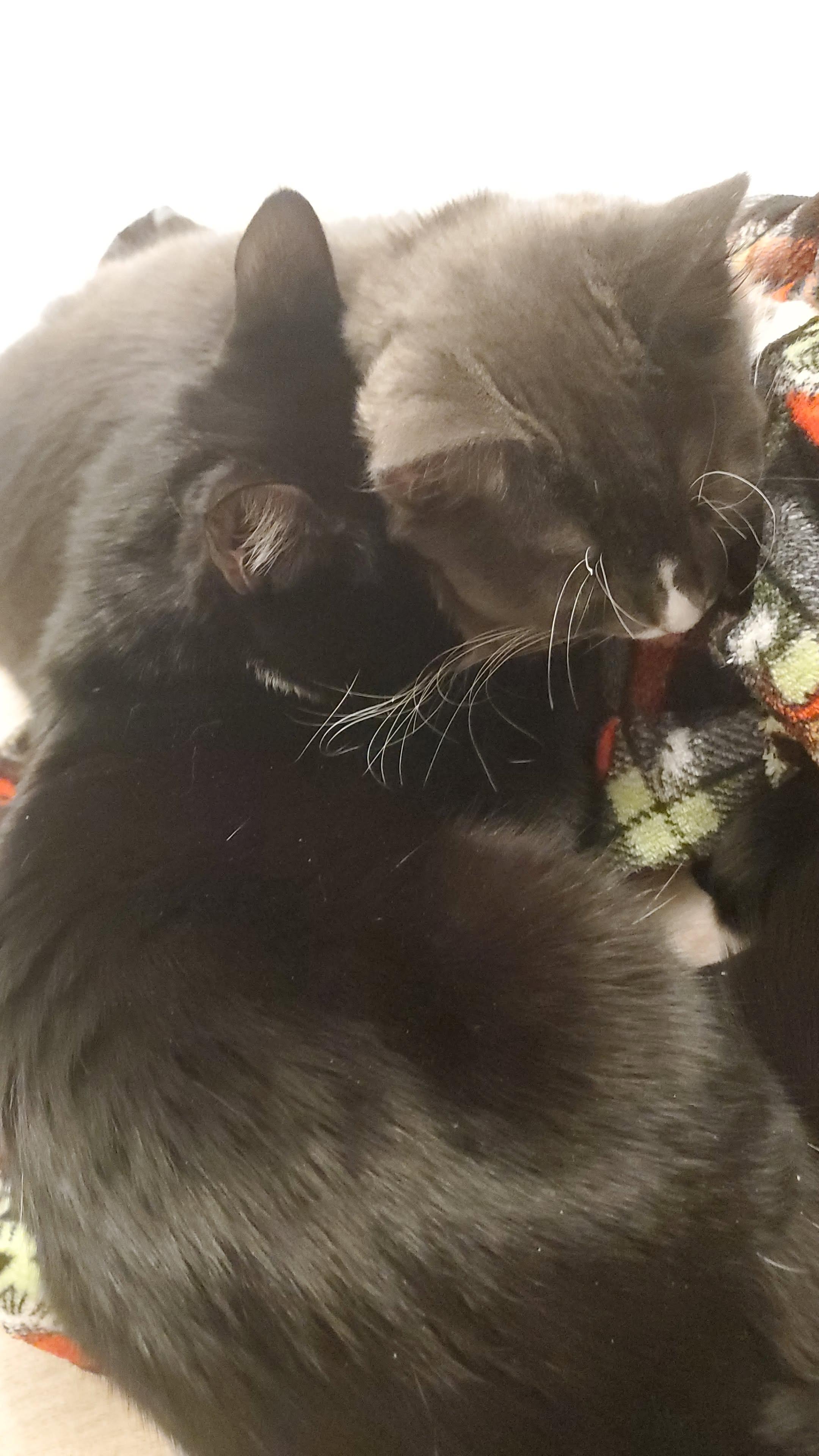 Enlarge Chicken & Pinkie Pie, a Adoptable Domestic Short Hair in Acushnet, MA image 3/4