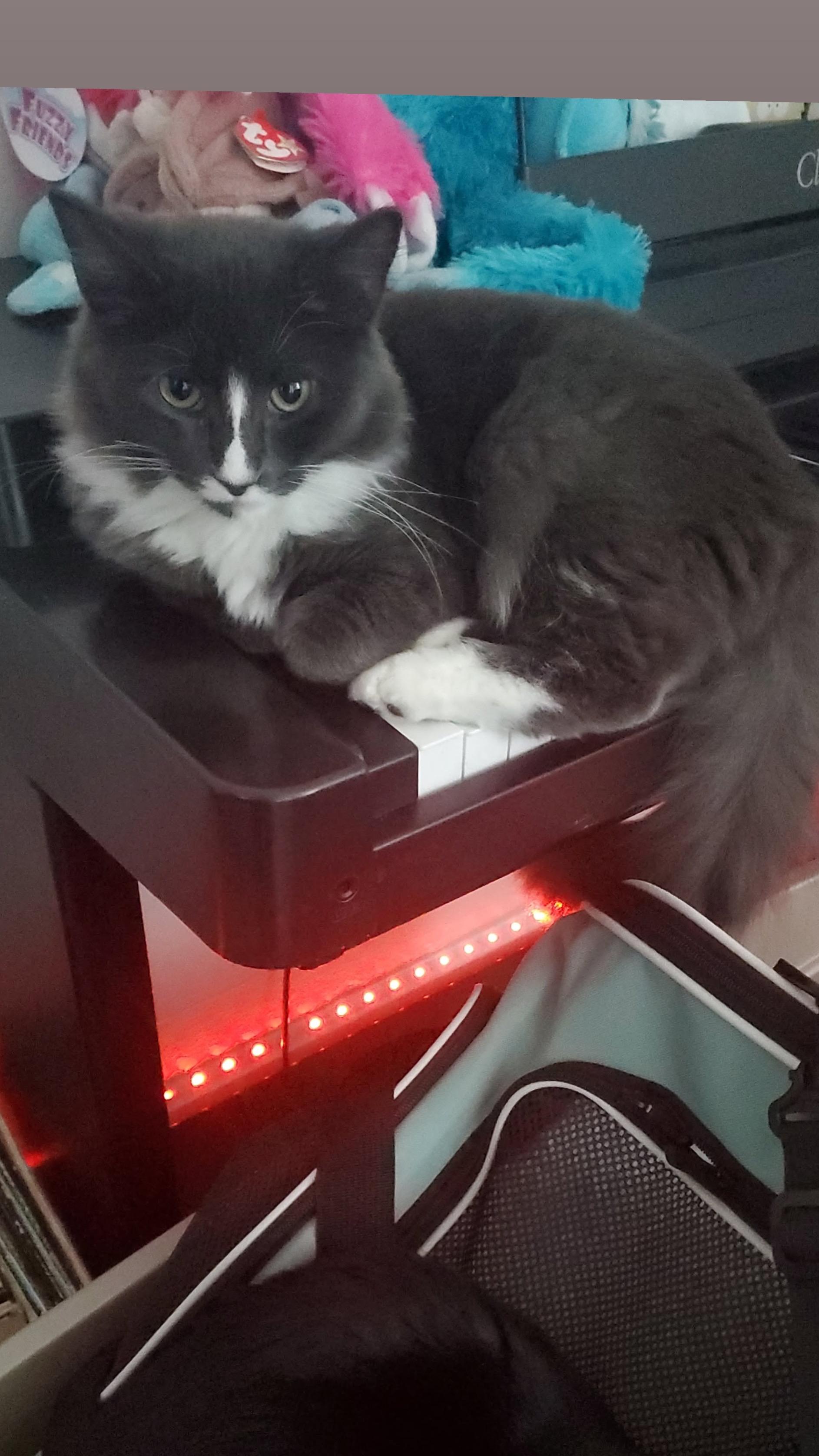 Enlarge Chicken & Pinkie Pie, a Adoptable Domestic Short Hair in Acushnet, MA image 4/4