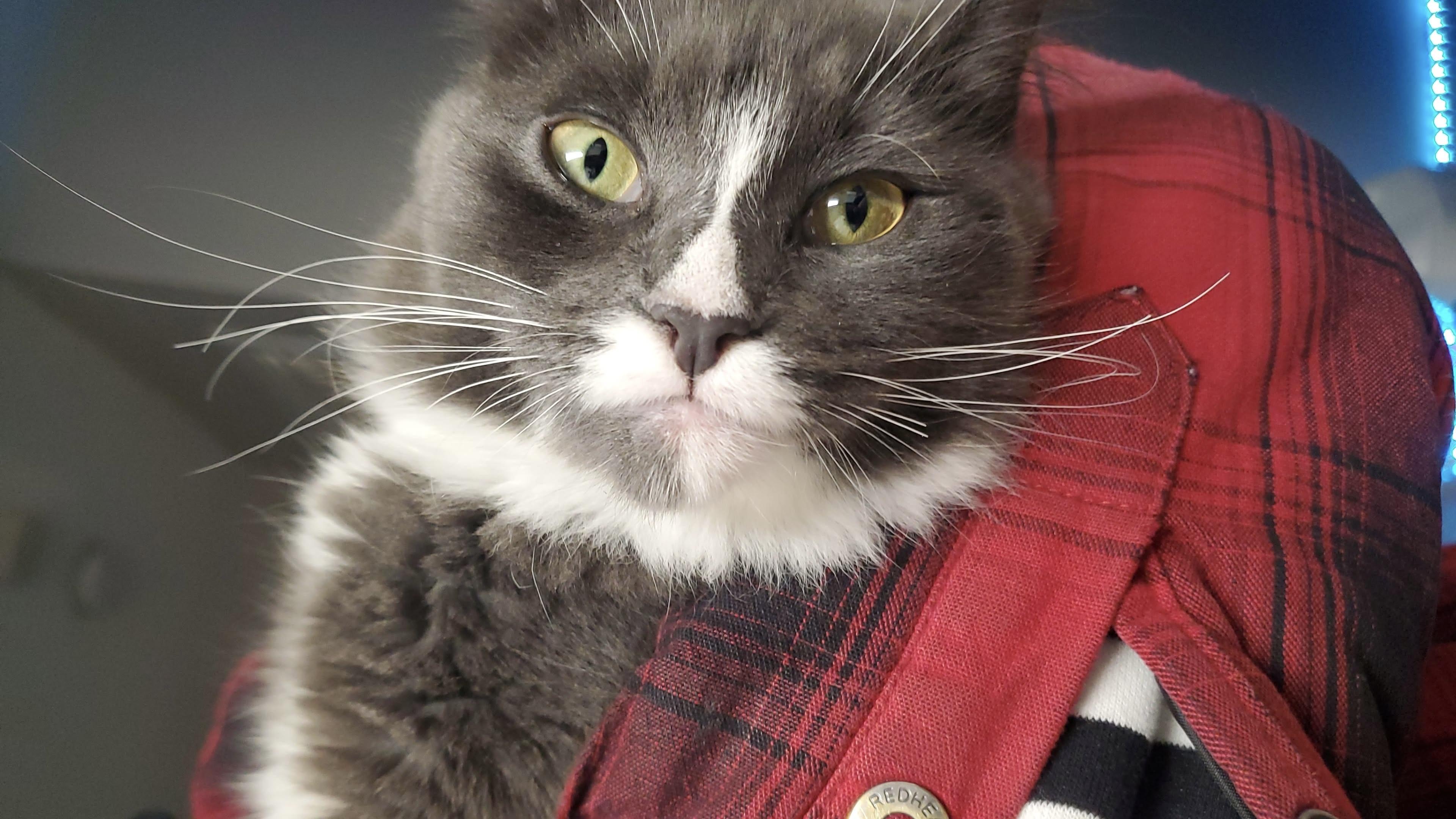 Chicken & Pinkie Pie, Adoptable, Young Female Domestic Short Hair.