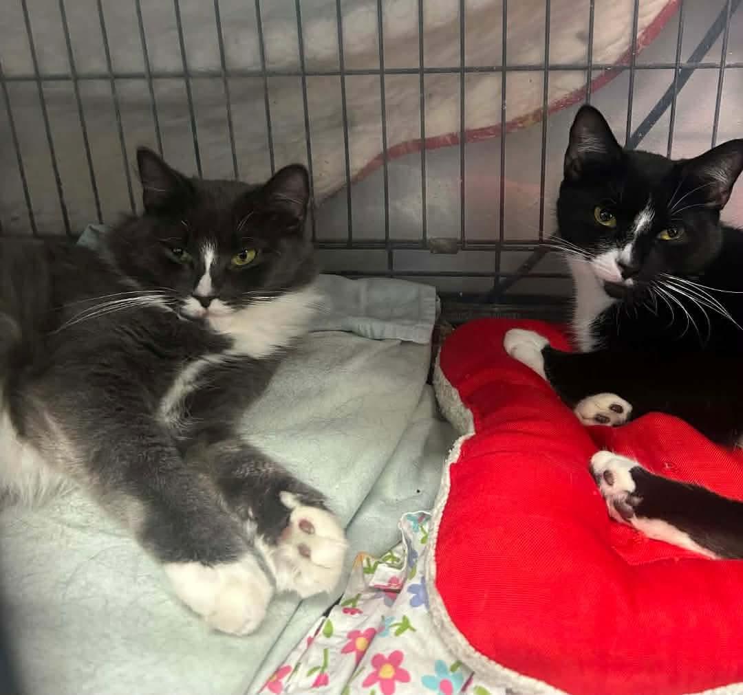 Chicken & Pinkie Pie, a Adoptable Domestic Short Hair in Acushnet, MA image 5/5
