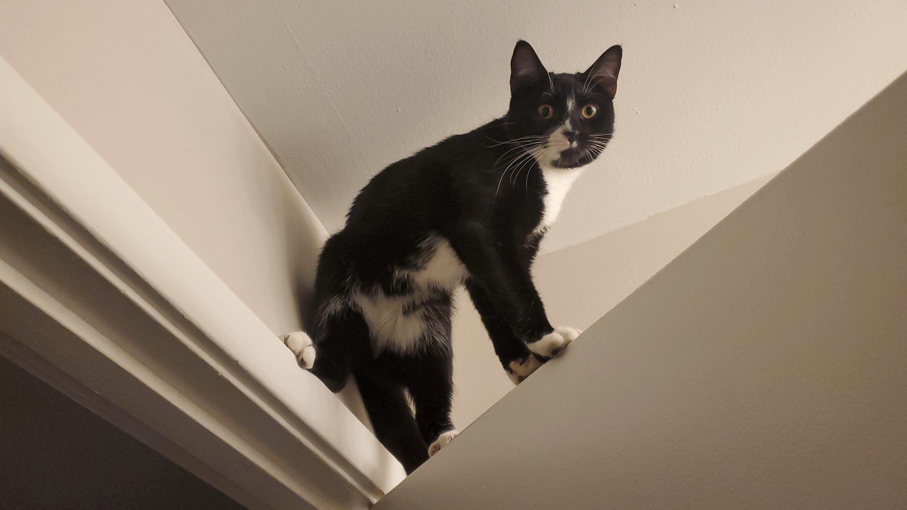 Enlarge Chicken & Pinkie Pie, a Adoptable Domestic Short Hair in Acushnet, MA image 2/4